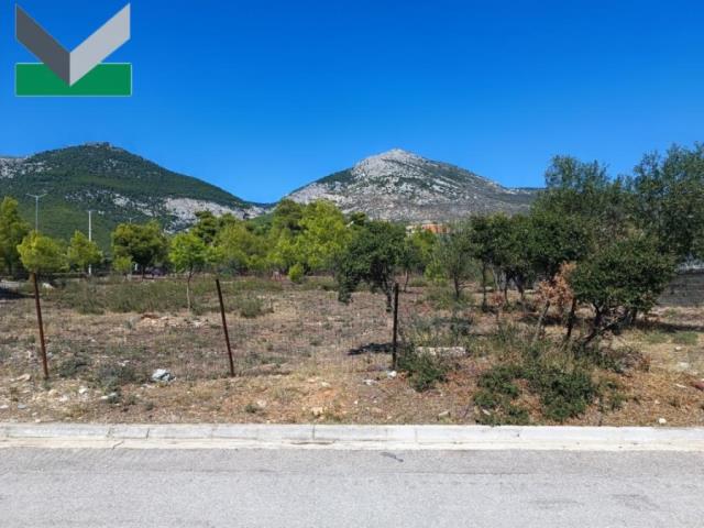 (For Sale) Land Plot || East Attica/Thrakomakedones - 1.042 Sq.m, 480.000€ 