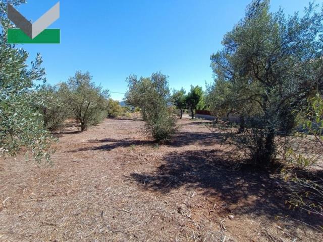 (For Sale) Land Plot || East Attica/Thrakomakedones - 1.032 Sq.m, 280.000€ 