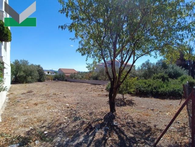 (For Sale) Land Plot || East Attica/Thrakomakedones - 1.007 Sq.m, 240.000€ 