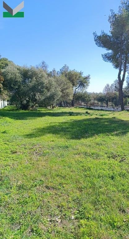 (For Sale) Land Plot || East Attica/Thrakomakedones - 1.050 Sq.m, 350.000€ 